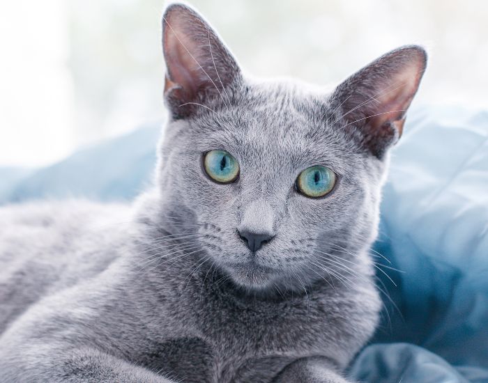 Pisica Albastru de Rusia